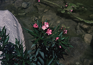 LEICA M3, SUMMICRON 2/50